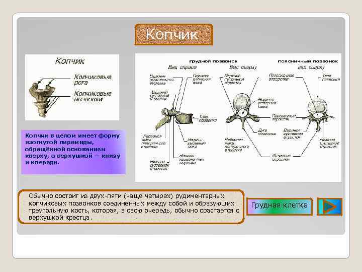 Копчик в целом имеет форму изогнутой пирамиды, обращённой основанием кверху, а верхушкой — книзу