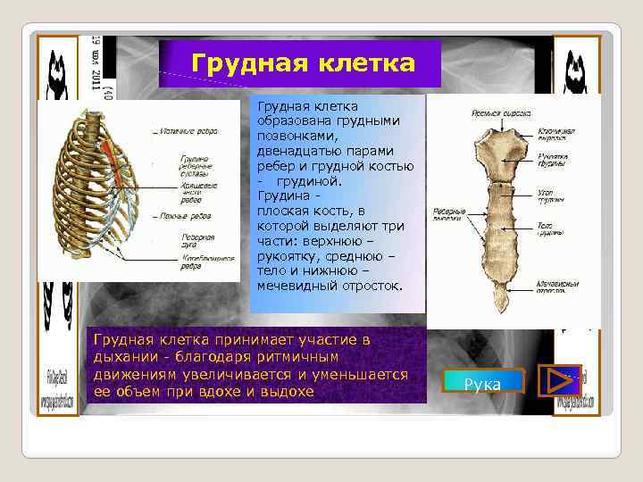 Грудная клетка образована грудными позвонками, двенадцатью парами ребер и грудной костью - грудиной. Грудина