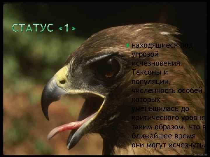  находящиеся под угрозой исчезновения. Таксоны и популяции, численность особей которых уменьшилась до критического