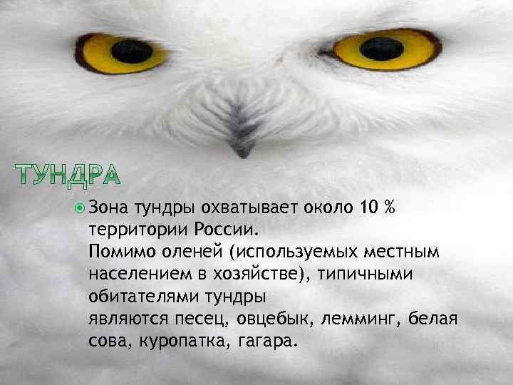  Зона тундры охватывает около 10 % территории России. Помимо оленей (используемых местным населением