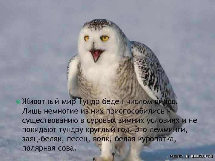 Животный мир Тундр беден числом видов. Лишь немногие из них приспособились к существованию