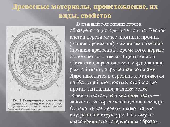 Древесные материалы, происхождение, их виды, свойства В каждый год жизни дерева образуется одногодичное кольцо.