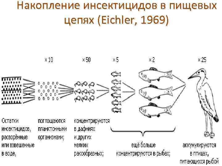 Передача токсичных веществ по пищевой цепи схема