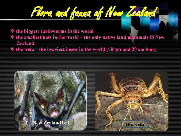 Flora and fauna of New Zealand v the biggest earthworms in the world v