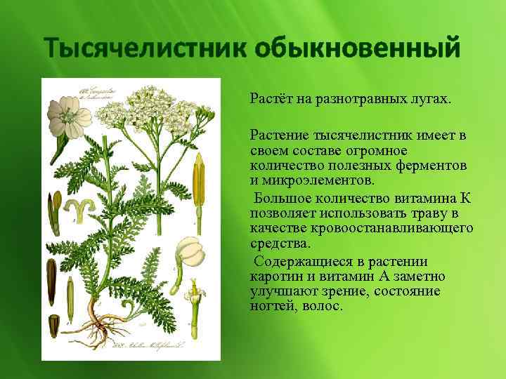 Тысячелистник обыкновенный Растёт на разнотравных лугах. Растение тысячелистник имеет в своем составе огромное количество