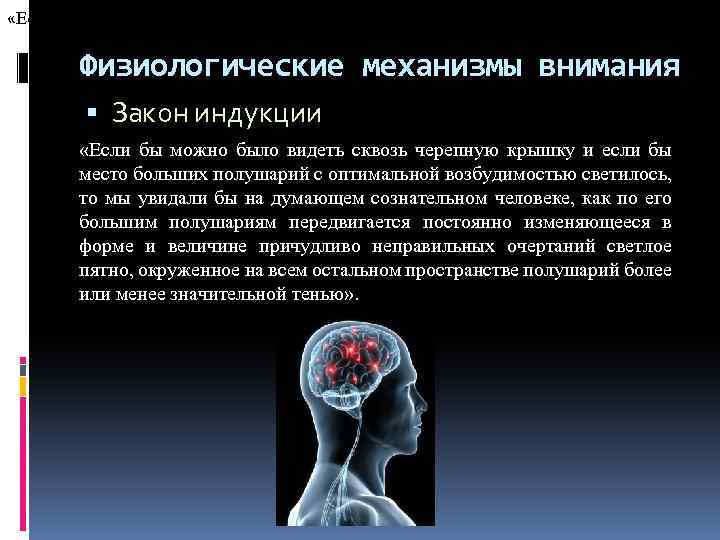  «Если бы можно было видеть сквозь черепную крышку и если бы место больших