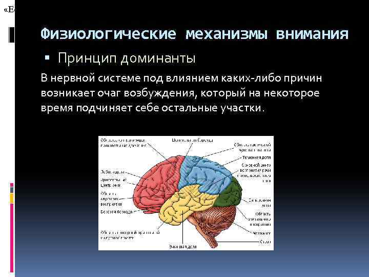 Принципы развития внимания принцип