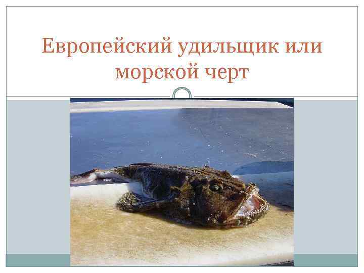 Европейский удильщик или морской черт 