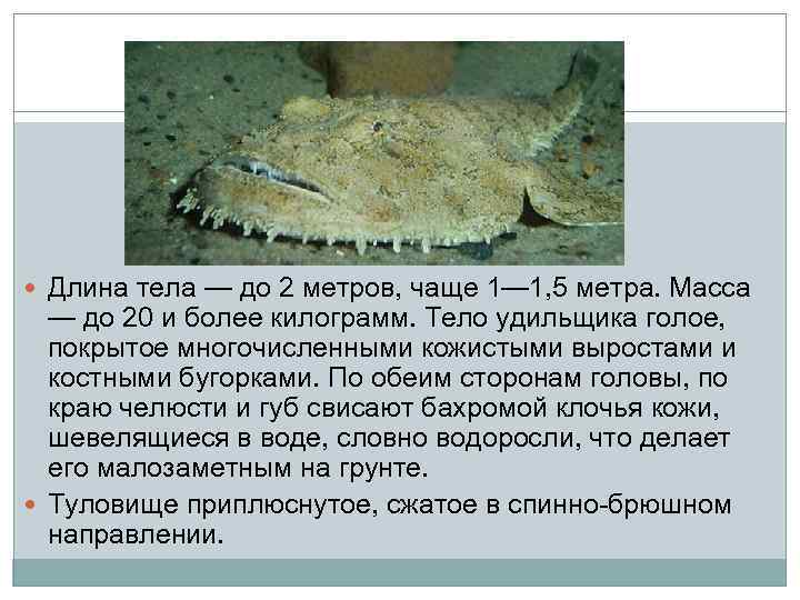  Длина тела — до 2 метров, чаще 1— 1, 5 метра. Масса —