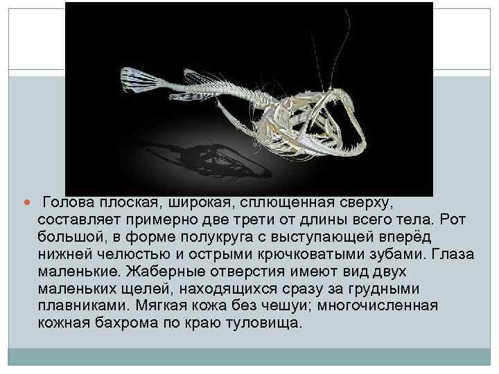  Голова плоская, широкая, сплющенная сверху, составляет примерно две трети от длины всего тела.