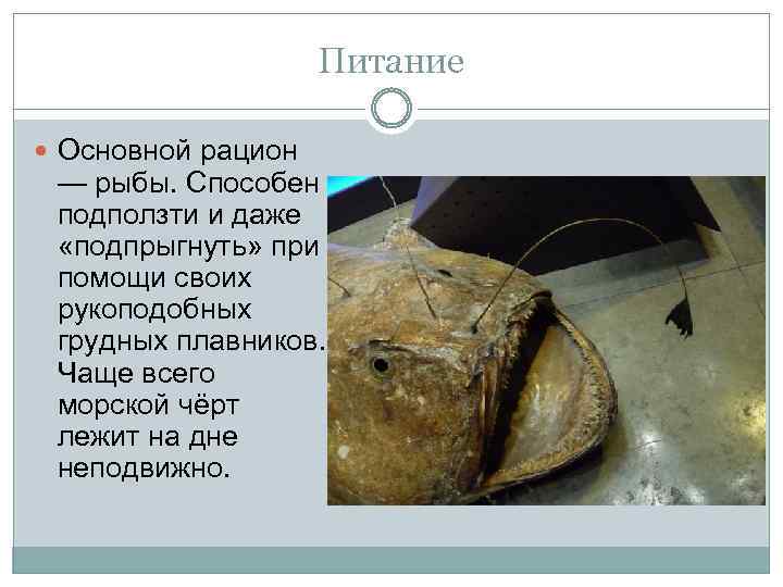 Питание Основной рацион — рыбы. Способен подползти и даже «подпрыгнуть» при помощи своих рукоподобных