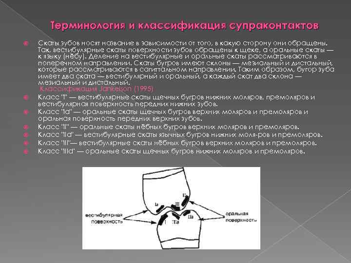 Терминология и классификация супраконтактов Скаты зубов носят название в зависимости от того, в какую