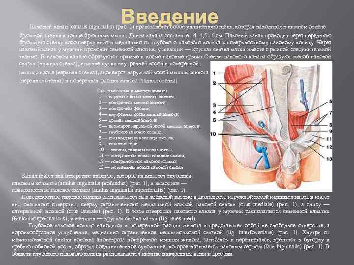 Паховый канал. Нижняя стенка пахового канала (Canalis inguinalis) образована:. Стенки пахового канала топографическая анатомия. Canalis inguinalis стенки. Паховый канал анатомия стенки.