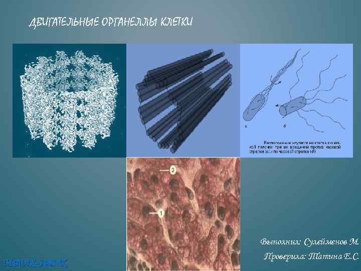 ДВИГАТЕЛЬНЫЕ ОРГАНЕЛЛЫ КЛЕТКИ M@D!K-S@D!K Выполнил: Сулейменов М. Проверила: Татина Е. С. 
