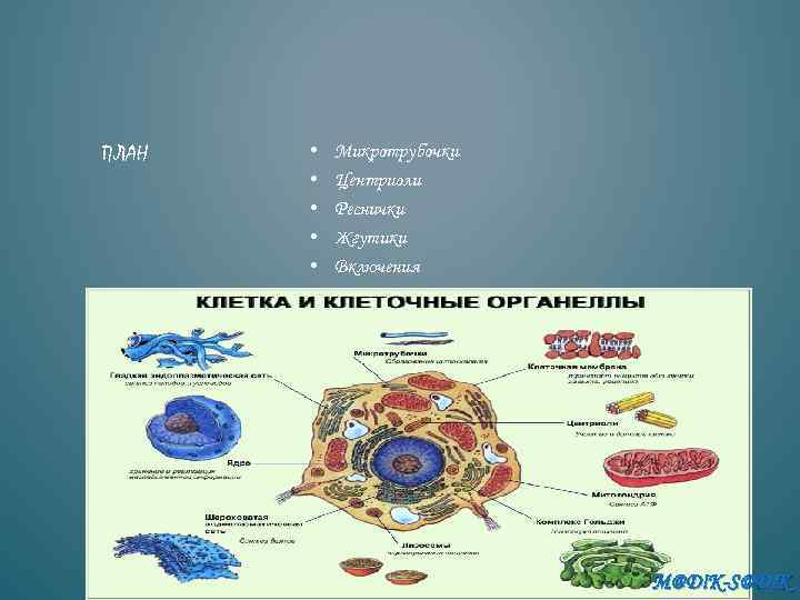 М клетки. Самая крупная органелла клетки. Название органеллы образующей внутреннюю среду клетки. PH клеточных органелл. Органелла клетки выводящая излишек воды.