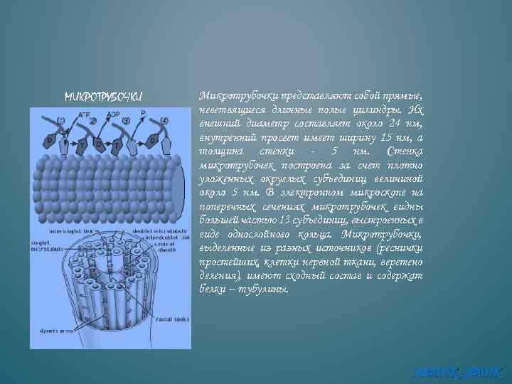 МИКРОТРУБОЧКИ Микротрубочки представляют собой прямые, неветвящиеся длинные полые цилиндры. Их внешний диаметр составляет около