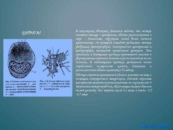 ЦЕНТРИОЛИ В некоторых объектах удавалось видеть, что мелкие плотные тельца -- центриоли, обычно расположенные