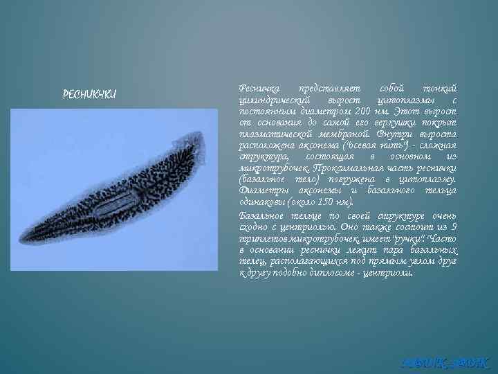РЕСНИКЧКИ Ресничка представляет собой тонкий цилиндрический вырост цитоплазмы с постоянным диаметром 200 нм. Этот