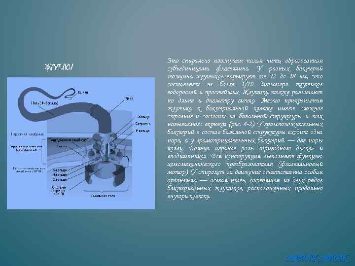 ЖГУТИКИ Это спирально изогнутая полая нить, образованная субъединицами флагеллина. У разных бактерий толщина жгутиков