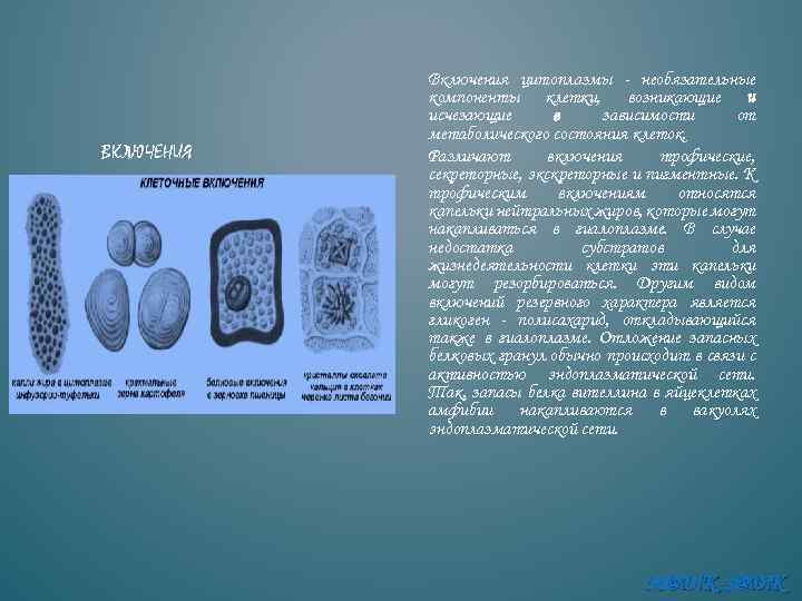 ВКЛЮЧЕНИЯ Включения цитоплазмы - необязательные компоненты клетки, возникающие и исчезающие в зависимости от метаболического