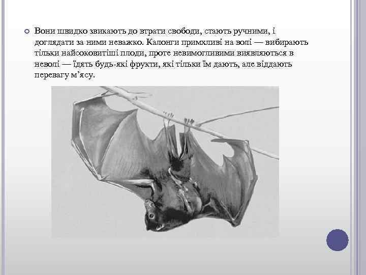  Вони швидко звикають до втрати свободи, стають ручними, і доглядати за ними неважко.