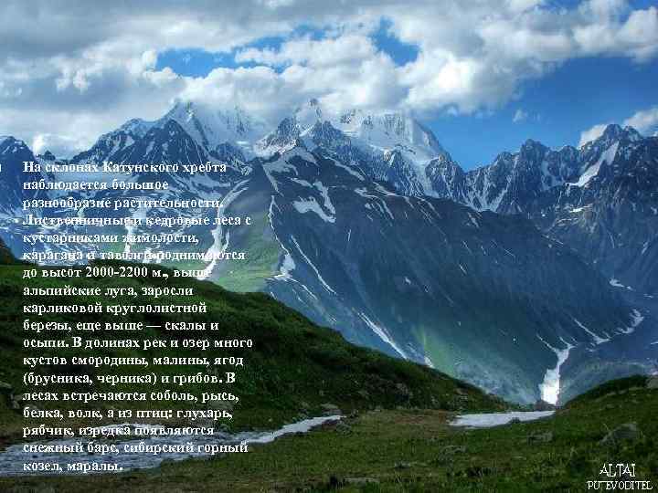  На склонах Катунского хребта наблюдается большое разнообразие растительности. Лиственничные и кедровые леса с