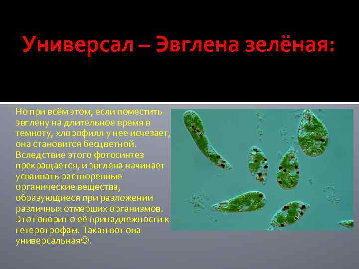 Универсал – Эвглена зелёная: Но при всём этом, если поместить эвглену на длительное время