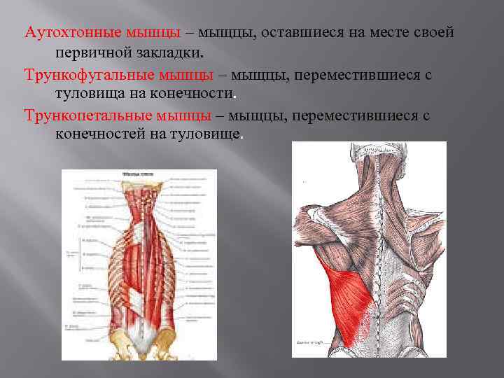 Аутохтонные мышцы – мыщцы, оставшиеся на месте своей первичной закладки. Трункофугальные мышцы – мыщцы,