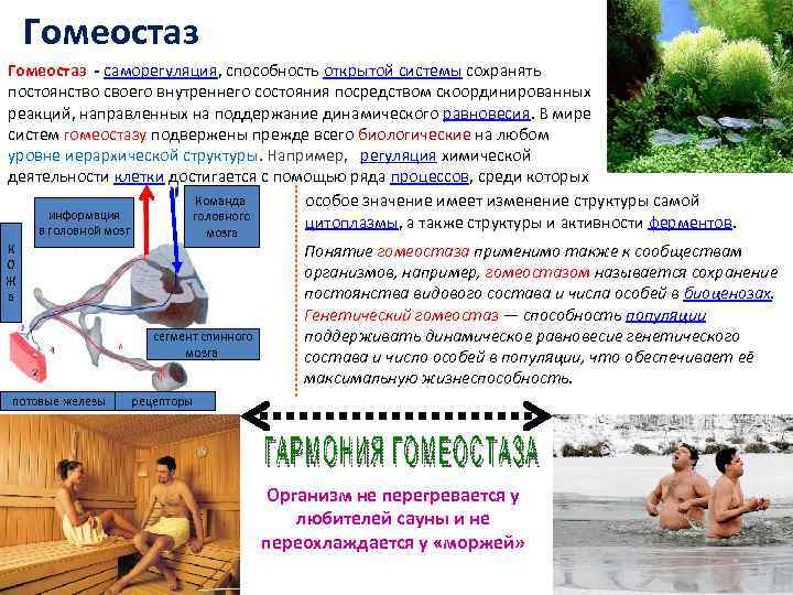 Гомеостаз - саморегуляция, способность открытой системы сохранять постоянство своего внутреннего состояния посредством скоординированных реакций,