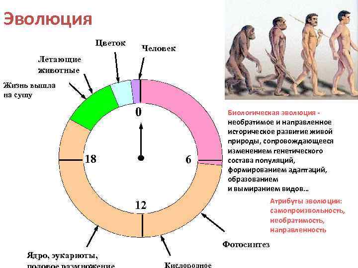 Эволюция Цветок Человек Летающие животные Жизнь вышла на сушу 0 18 6 Биологическая эволюция