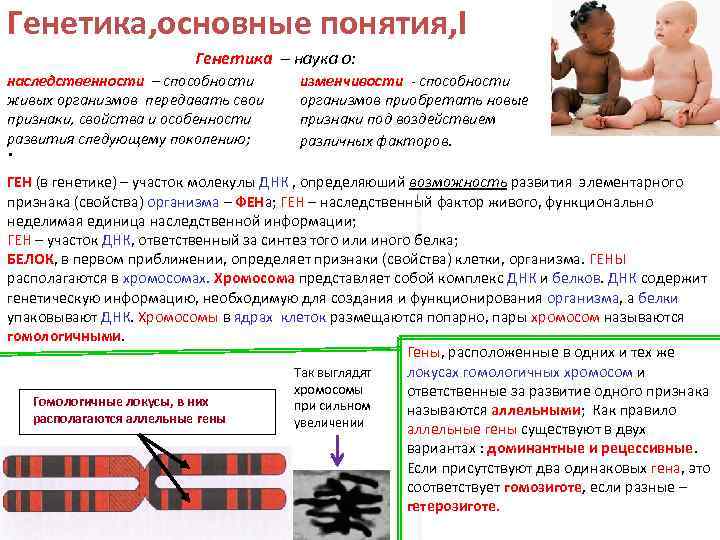 Генетика, основные понятия, I Генетика – наука о: наследственности – способности живых организмов передавать