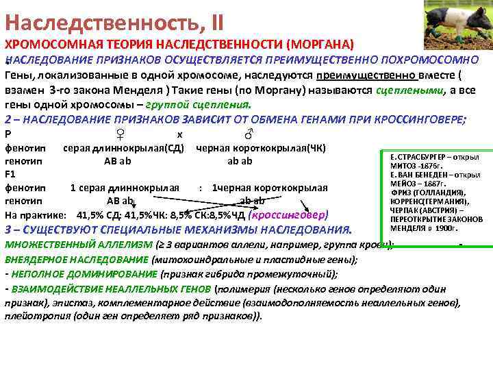 Наследственность, II ХРОМОСОМНАЯ ТЕОРИЯ НАСЛЕДСТВЕННОСТИ (МОРГАНА) 1– НАСЛЕДОВАНИЕ ПРИЗНАКОВ ОСУЩЕСТВЛЯЕТСЯ ПРЕИМУЩЕСТВЕННО ПОХРОМОСОМНО Гены, локализованные