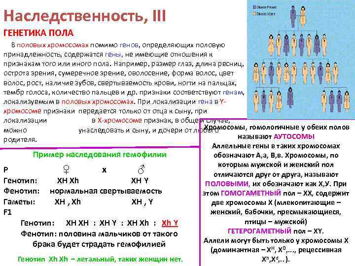 Наследственность, III ГЕНЕТИКА ПОЛА В половых хромосомах помимо генов, определяющих половую принадлежность, содержатся гены,