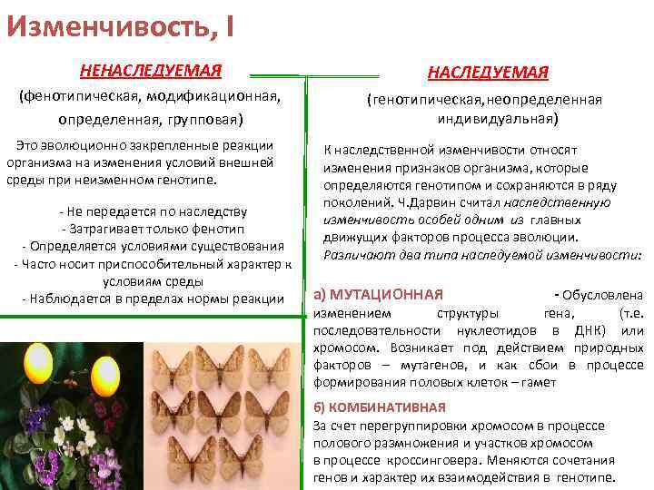 Фенотипу растений. Фенотипическая модификационная определенная изменчивость. Признаки изменчивости. Определенная изменчивость характеристика. Виды модификационной изменчивости.