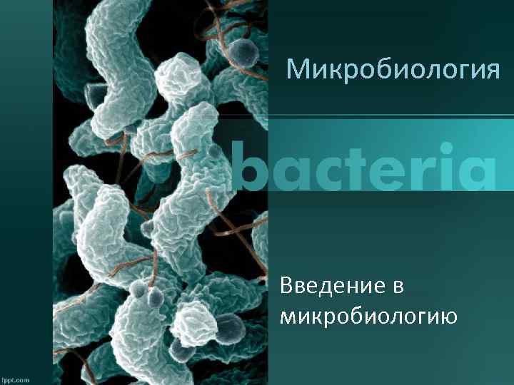 Микробиология Введение в микробиологию 