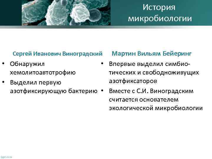 История микробиологии Мартин Вильям Бейеринг • Обнаружил • Впервые выделил симбиохемолитоавтотрофию тических и свободноживущих