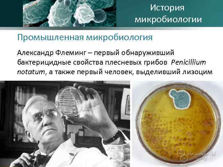 История микробиологии Промышленная микробиология Александр Флеминг – первый обнаруживший бактерицидные свойства плесневых грибов Penicillium