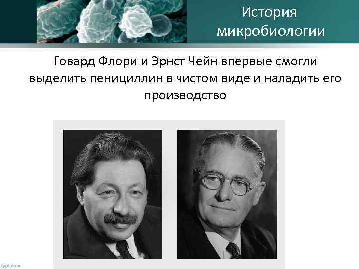 История микробиологии Говард Флори и Эрнст Чейн впервые смогли выделить пенициллин в чистом виде