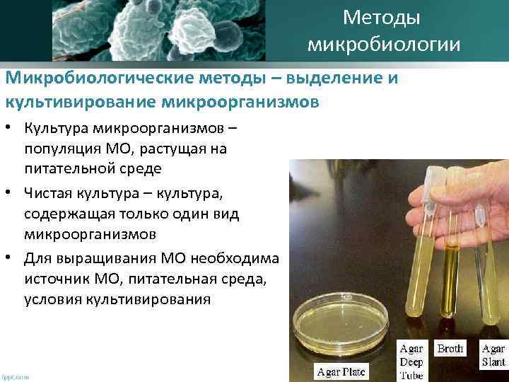 Методы микробиологии Микробиологические методы – выделение и культивирование микроорганизмов • Культура микроорганизмов – популяция