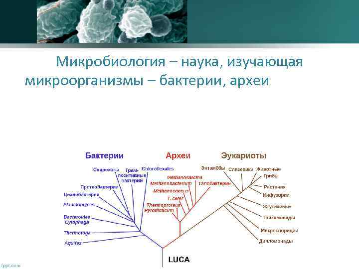 Микробиология – наука, изучающая микроорганизмы – бактерии, археи , вирусы, микроскопические грибы, микроскопические водоросли,