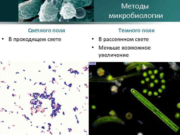 Методы микробиологии Светлого поля • В проходящем свете Темного поля • В рассеянном свете