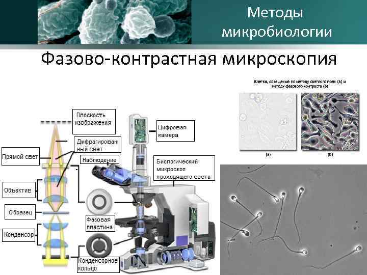 Методы микробиологии Фазово-контрастная микроскопия 