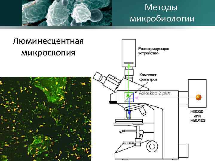 Методы микробиологии Люминесцентная микроскопия 