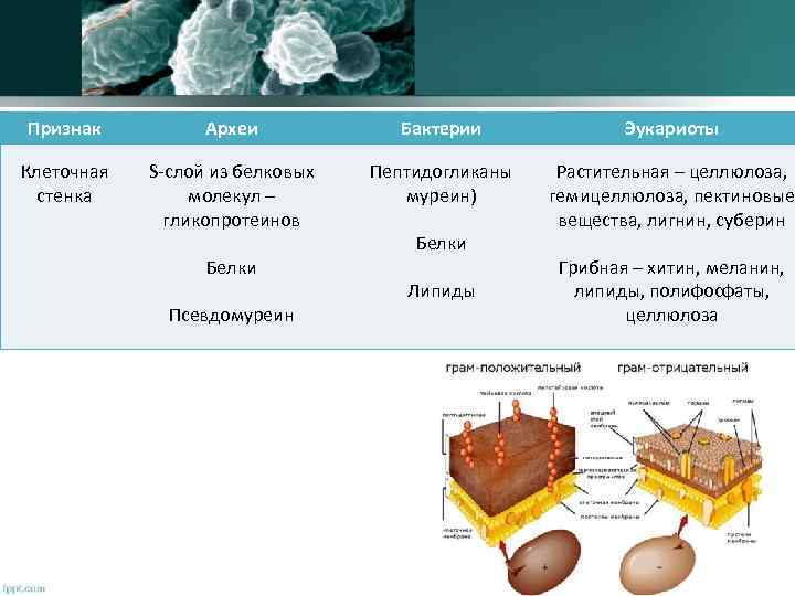 Признак Археи Бактерии Эукариоты Клеточная стенка S-слой из белковых молекул – гликопротеинов Пептидогликаны муреин)