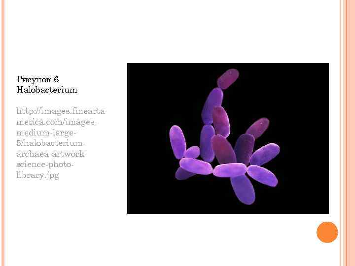 Рисунок 6 Halobacterium http: //images. finearta merica. com/imagesmedium-large 5/halobacteriumarchaea-artworkscience-photolibrary. jpg 