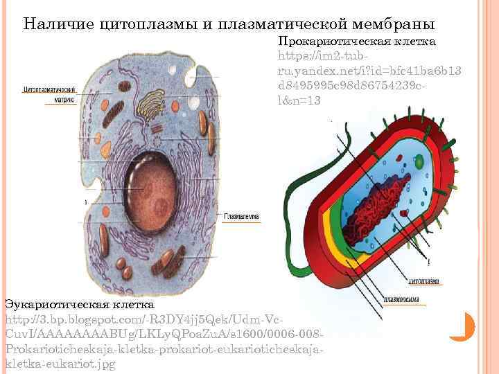 Наличие цитоплазмы и плазматической мембраны Прокариотическая клетка https: //im 2 -tubru. yandex. net/i? id=bfc