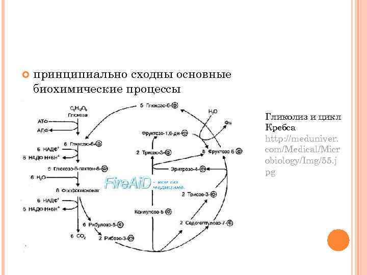  принципиально сходны основные биохимические процессы Гликолиз и цикл Кребса http: //meduniver. com/Medical/Micr obiology/Img/55.