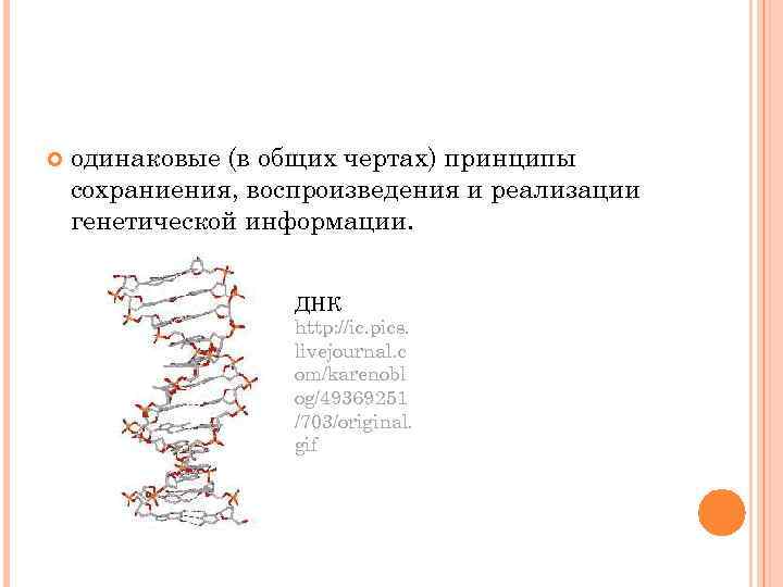  одинаковые (в общих чертах) принципы сохраниения, воспроизведения и реализации генетической информации. ДНК http: