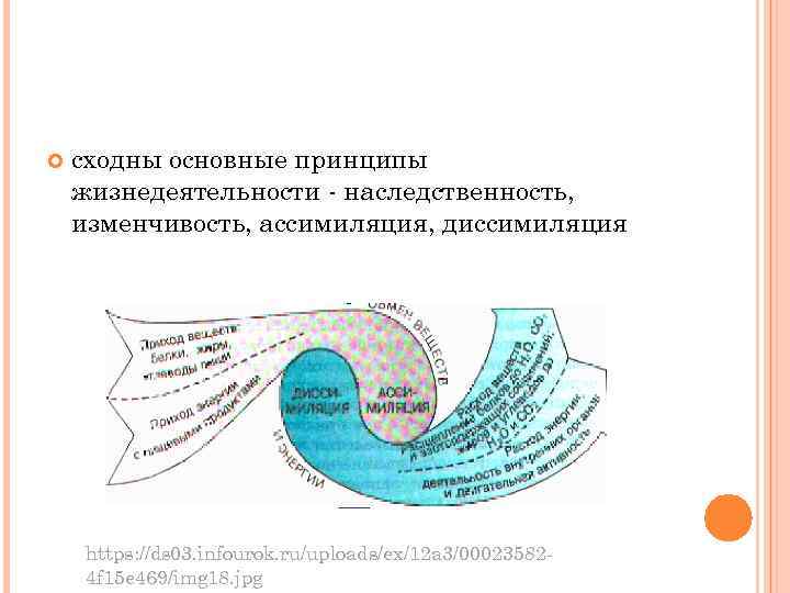  сходны основные принципы жизнедеятельности - наследственность, изменчивость, ассимиляция, диссимиляция https: //ds 03. infourok.