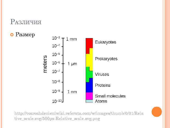 РАЗЛИЧИЯ Размер http: //vozrozhdenieniwiki. referata. com/w/images/thumb/0/01/Rela tive_scale. svg/500 px-Relative_scale. svg. png 